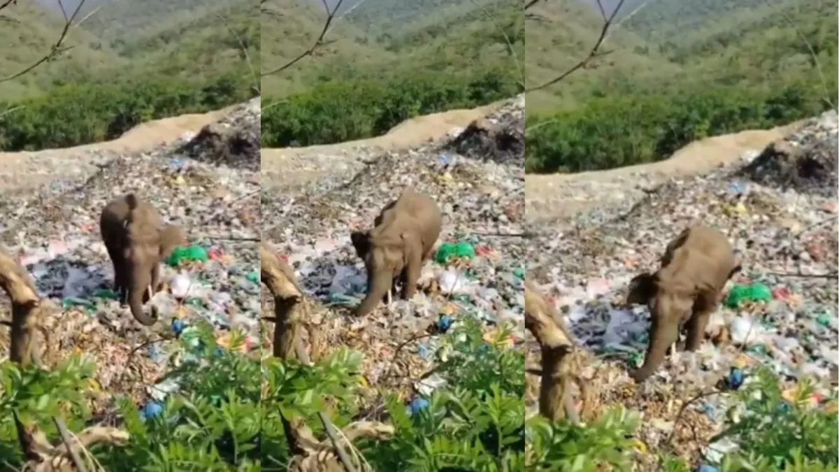 Elephant Video, Elephant Viral Video, Aaj Ka Viral Video, Viral Video, Viral news  - India TV Hindi