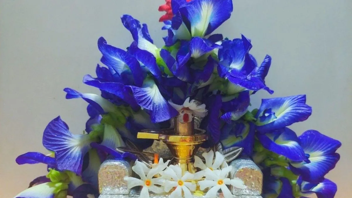 aparajita phool ke upay- India TV Hindi