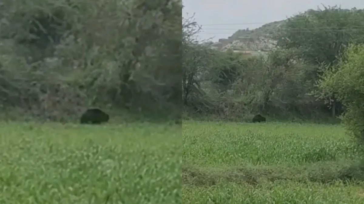 Bear Attack- India TV Hindi