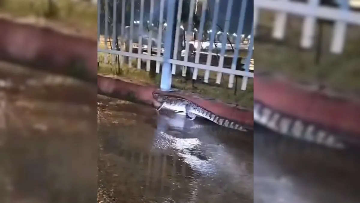 kota sogariya railway station crocodile- India TV Hindi