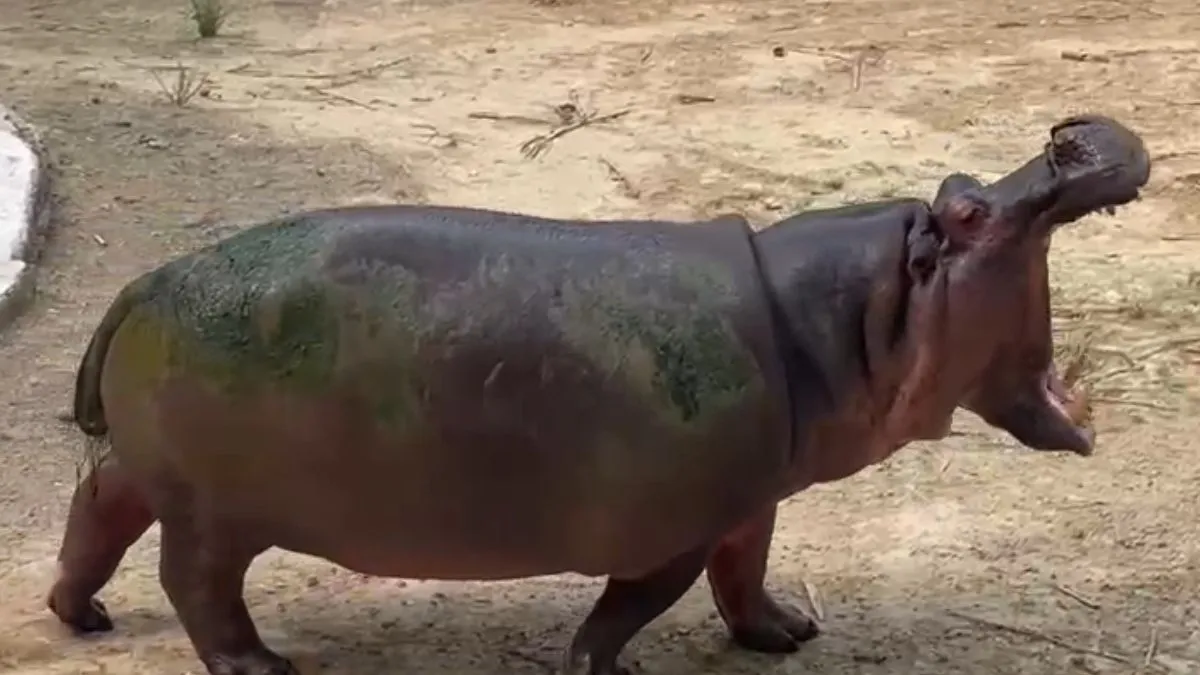 hippo- India TV Hindi