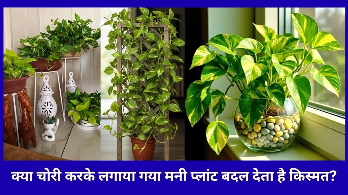 मनी प्लांट, money plant- India TV Hindi