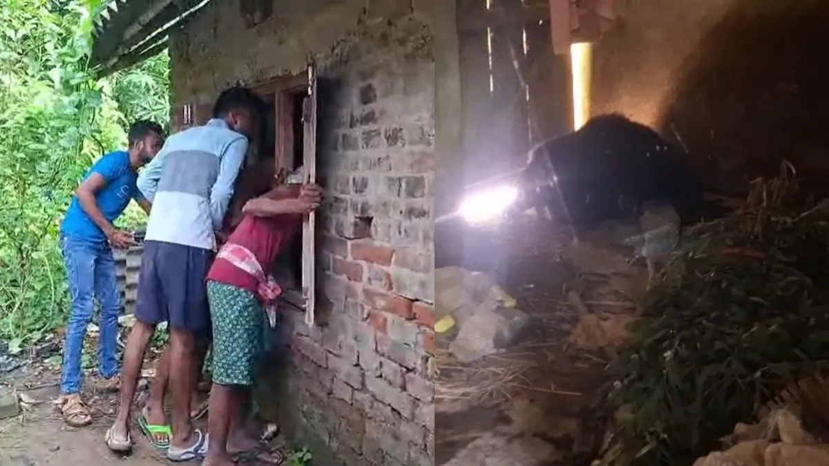 Odisha balasore bear in house- India TV Hindi