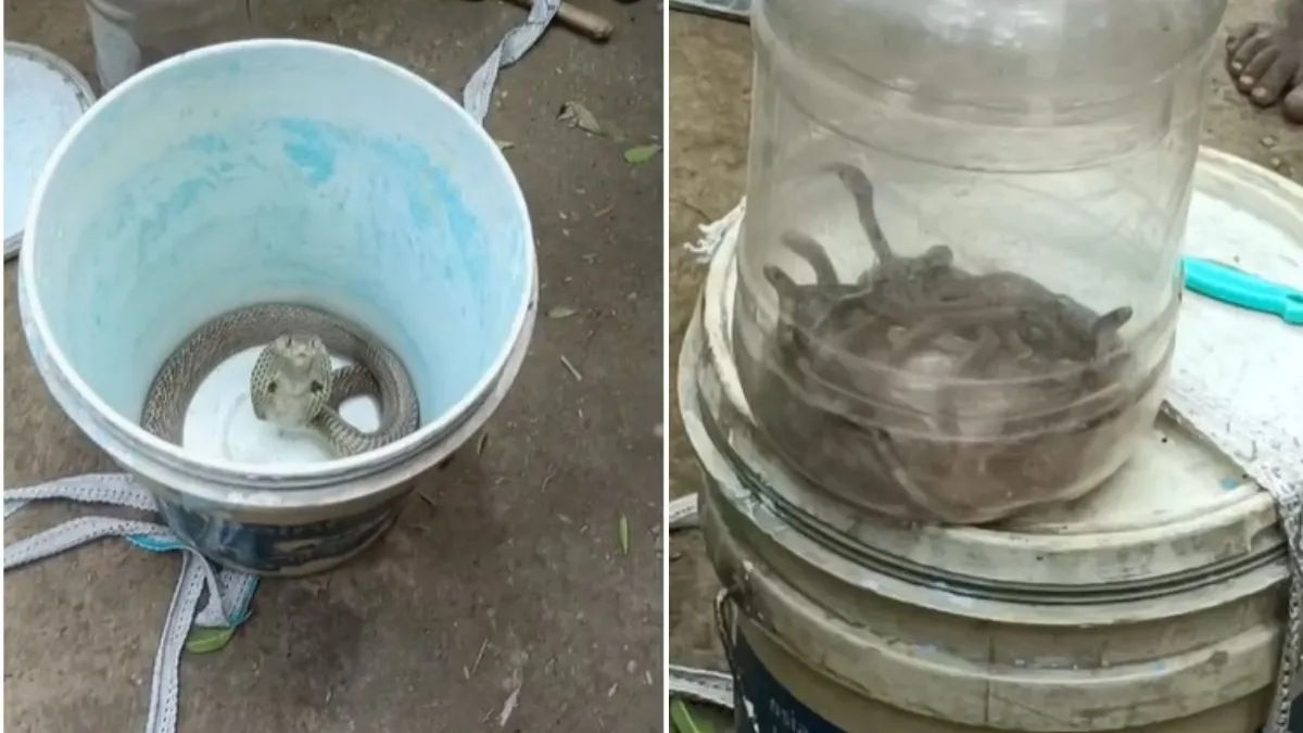 Patna house snake- India TV Hindi