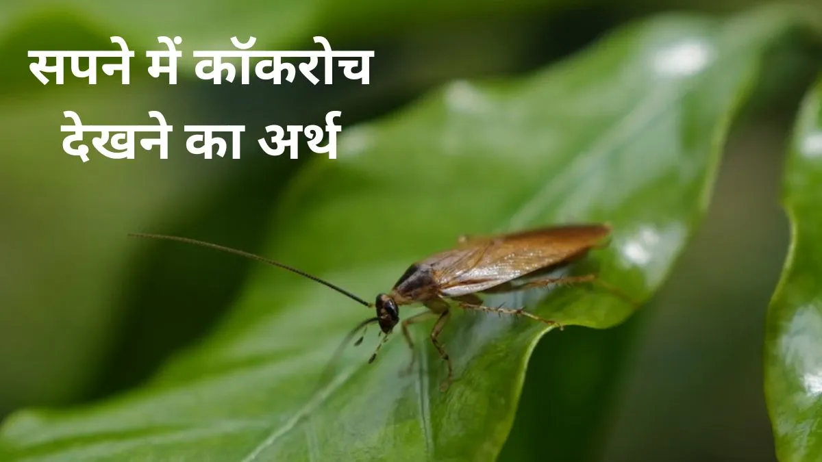Cockroach In Dream- India TV Hindi