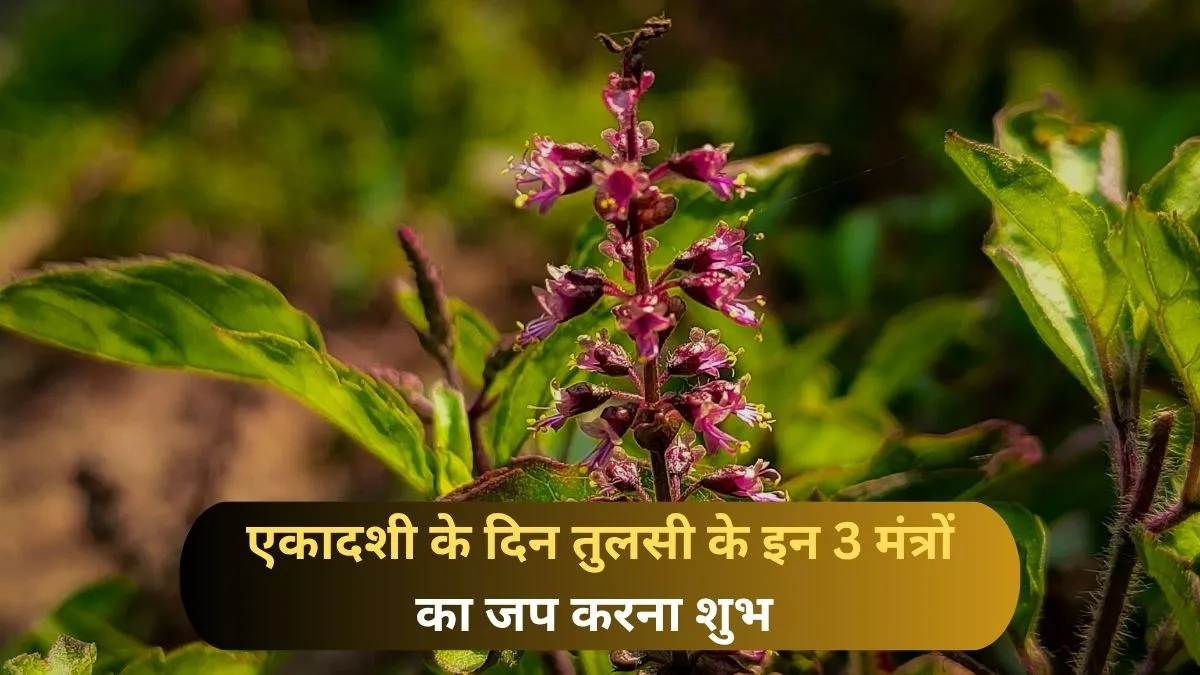 Ekadashi Ke Din Tulsi Ke Mantron Ka Jap- India TV Hindi