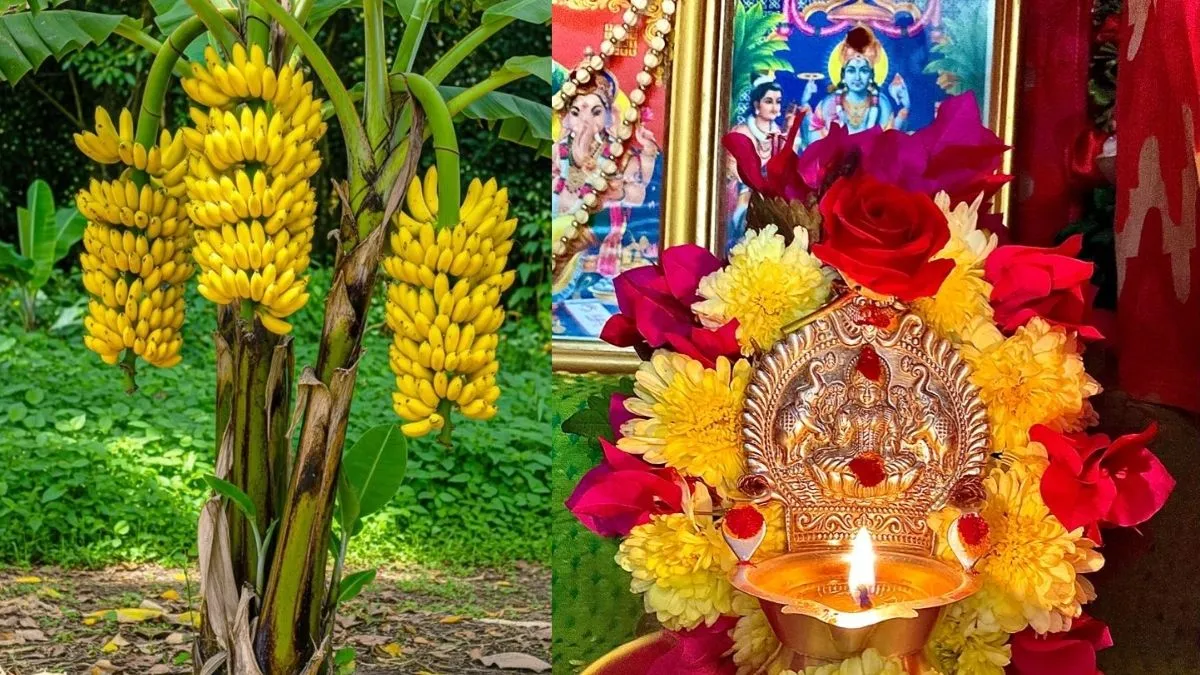 banana tree puja vidhi- India TV Hindi