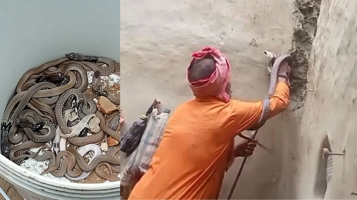snakes- India TV Hindi