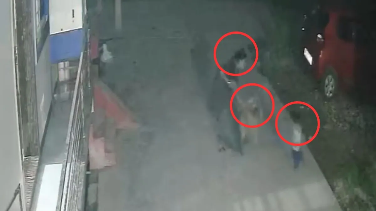 Stray dog- India TV Hindi