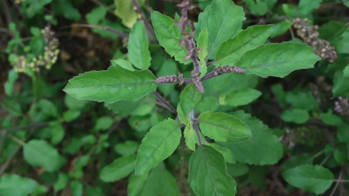 Tulsi Plant Vastu Tips- India TV Hindi