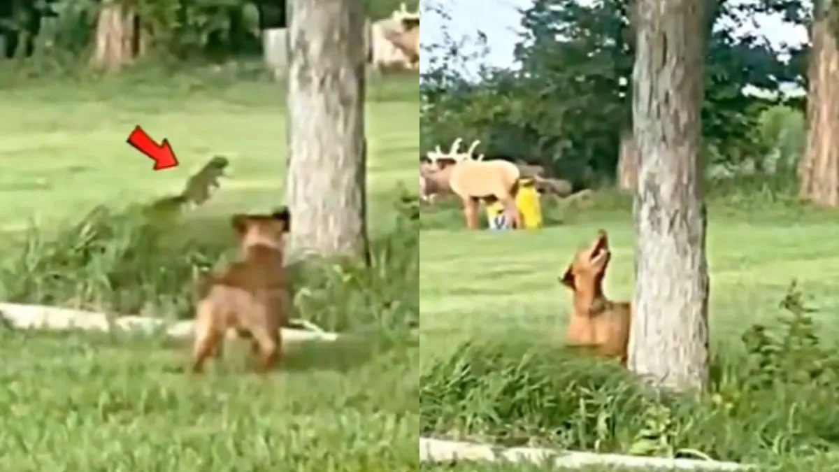 वायरल वीडियो का स्क्रीनशॉट- India TV Hindi