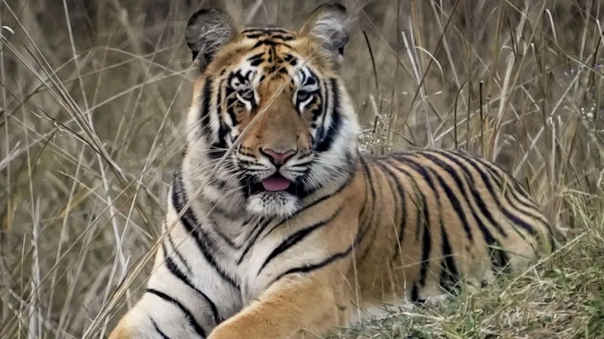 Tiger- India TV Hindi