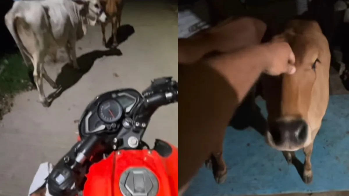  Zomato order for cow video, zomato order video, viral video, Zomato - India TV Hindi