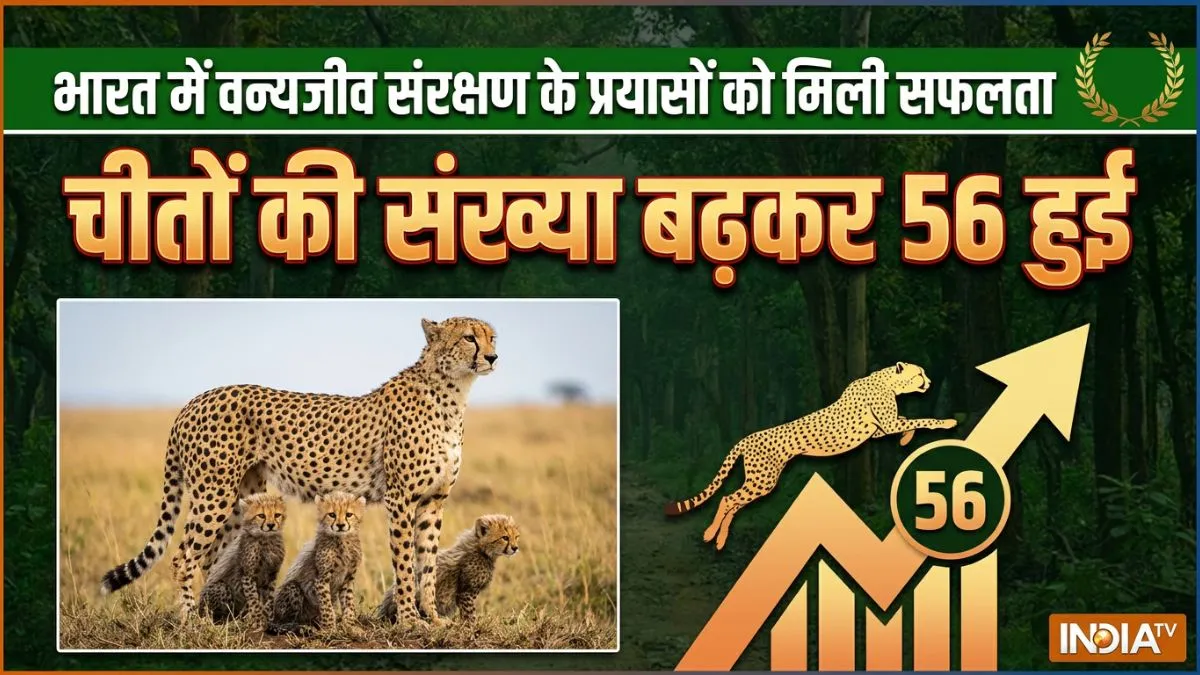 भारत में चीतों की संख्या बढ़कर 56 हुई, 1952 में घोषित हुए थे विलुप्त, वन्यजीवन के लिए क्यों हैं जरूरी?