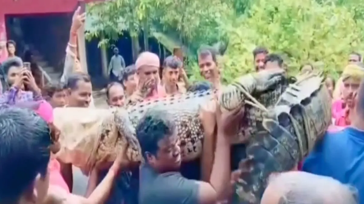 VIDEO: जब गौशाला में घुसा 15 फीट मगरमच्छ, ग्रामीणों ने बोरी से मुंह बंद कर कंधे पर उठाया, गांव से किया बाहर