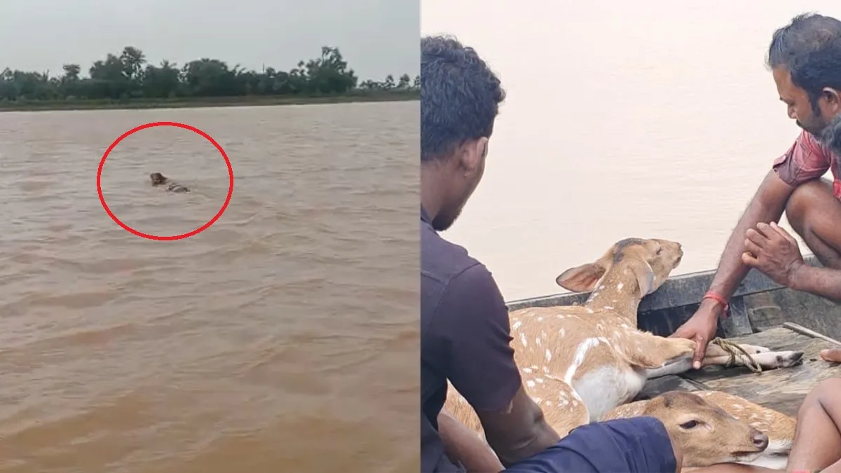 बच्चा बहा तो जान की परवाह किए बिना नदी में कूद गई मां हिरण, दोनों का हुआ रेस्क्यू; देखें VIDEO