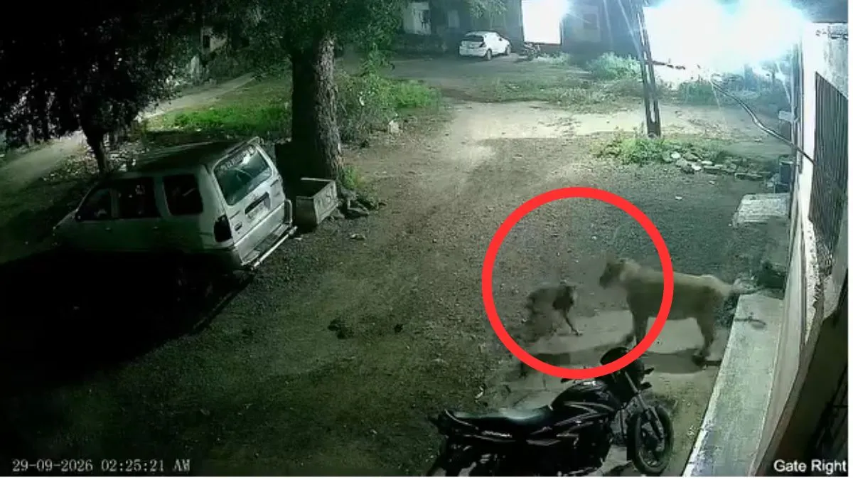रात के अंधेरे में कुत्ते का हो गया शेरनी से सामना, फिर जो हुआ उसका VIDEO आया सामने