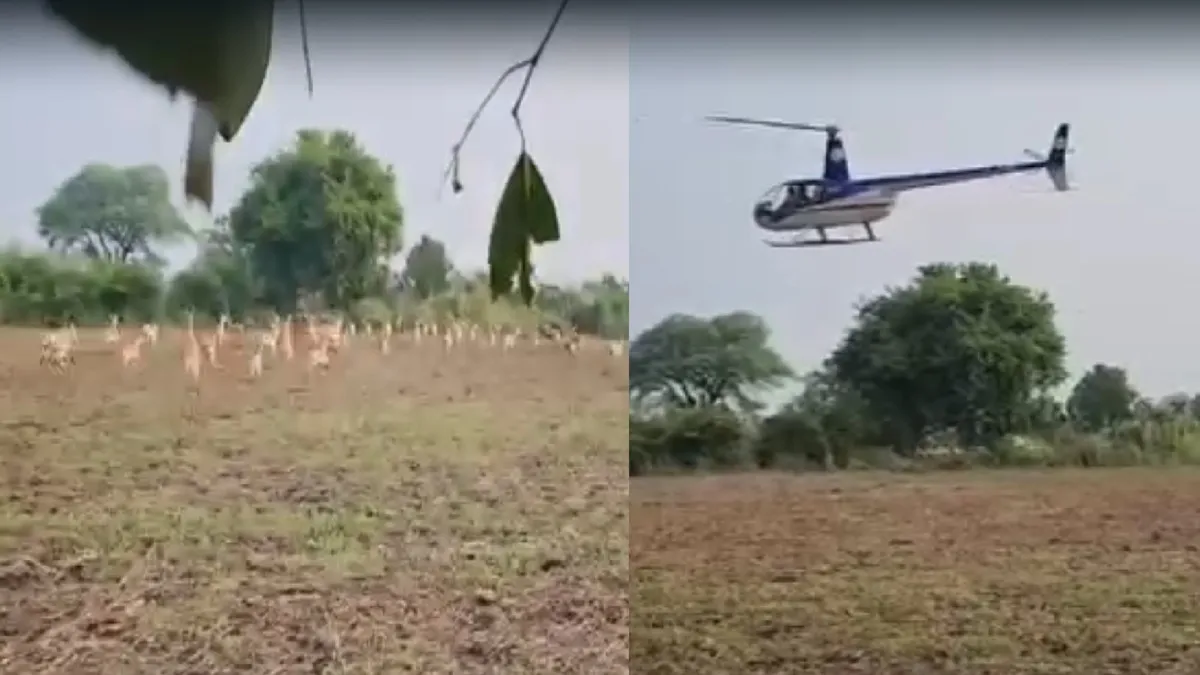 शाजापुर में 1236 काले हिरणों का रेस्क्यू, हेलिकॉप्टर का हुआ इस्तेमाल, सीएम मोहन यादव ने मौके पर देखा ऑपरेशन-VIDEO