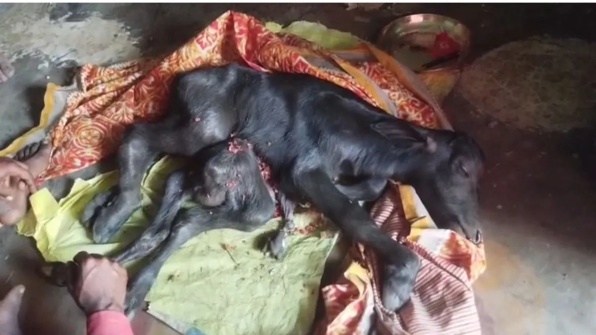 एमपी के डिंडौरी में भैंस ने 8 पैरों वाले बच्चे को दिया जन्म, देखने के लिए उमड़ी भीड़