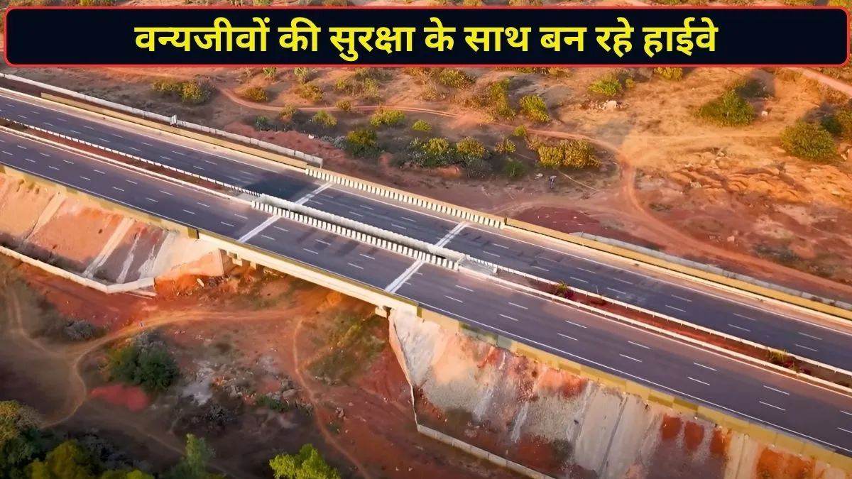 हाईवे की रफ्तार के बीच वन्यजीवों की सुरक्षा का भी इंतजाम, NHAI ने खर्च किए ₹19700 करोड़; 2150 से ज्यादा वाइल्डलाइफ स्ट्रक्चर तैयार