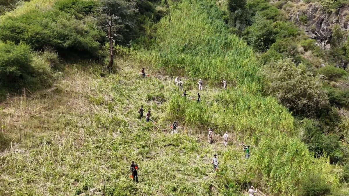 कुल्लू में 2,100 से 3,050 मीटर की ऊंचाई पर उगाई जा रही थी भांग की फसल, प्रशासन ने कार्रवाई कर के नष्ट की