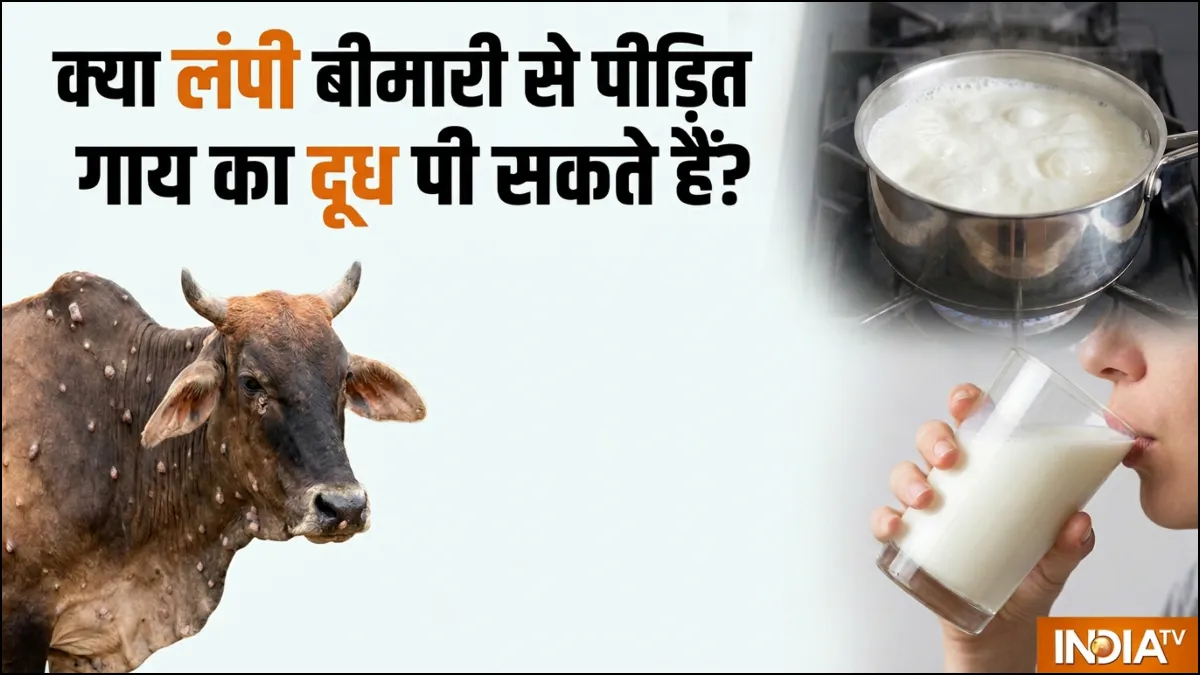 क्या गाय को लंपी बीमारी होने के बाद दूध पी सकते हैं, वेटरनरी डॉक्टर से जानें किन बातों का ख्याल रखें