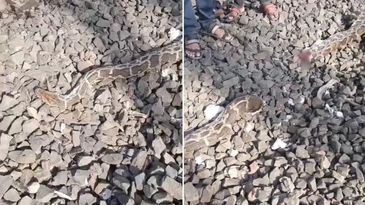ट्रेन से कटकर 2 टुकड़ों में कटा 10 फीट लंबा अजगर, VIDEO आया सामने