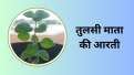 tulsi mata ki aarti- India TV Hindi