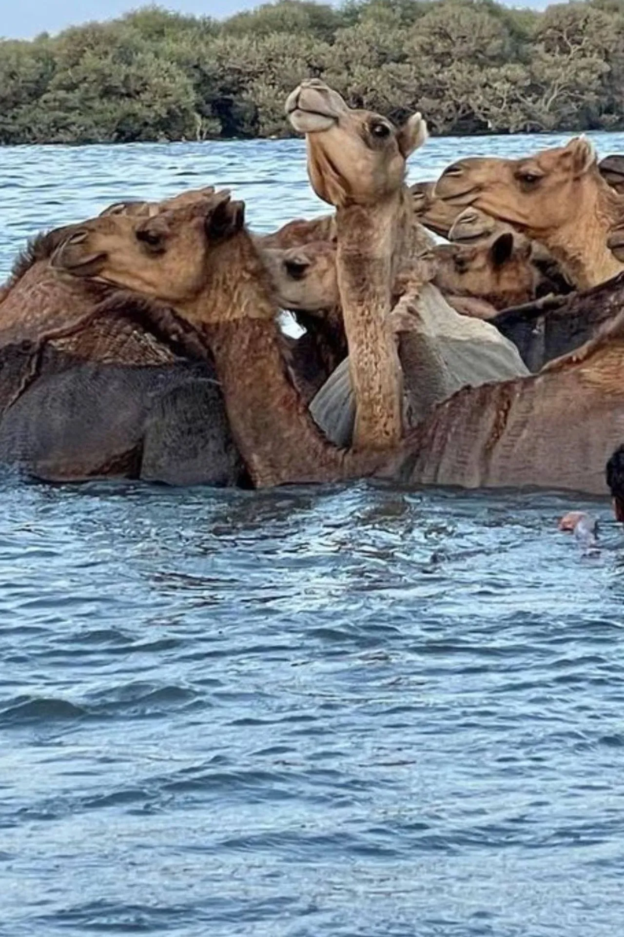 किस देश में पाए जाते हैं तैरने वाले 'ऊंट'