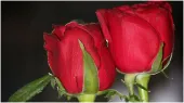 red rose - India TV Hindi