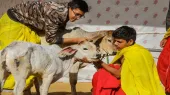 cow love day- India TV Hindi