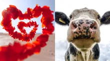 Cow Hug Day- India TV Hindi