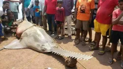 Sawfish- India TV Hindi