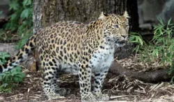 leopard- India TV Hindi