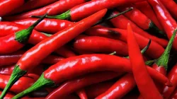 fresh chilies - India TV Paisa