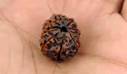 11 mukhi rudraksha - India TV Hindi