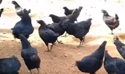 Kadaknath Chicken- India TV Hindi