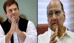 rahul gandhi and sharad pawar- India TV Hindi