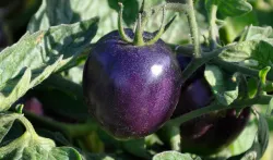 black tomato- India TV Hindi