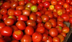 <p>tomato</p>- India TV Hindi