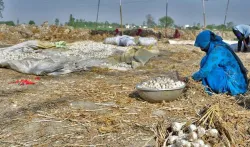 Madhya Pradesh: Garlic prices crash, upset farmers want support price- India TV Hindi