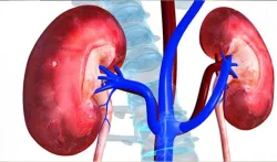 <p>kidney</p>- India TV Hindi