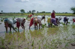 <p>Sowing of paddy</p>- India TV Paisa