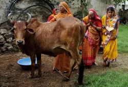 Cow urine is getting more price over Cow Milk in Rajasthan- India TV Paisa