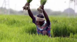 Government hikes MSP for Kharif crops for 2018-19 marketing season- India TV Paisa