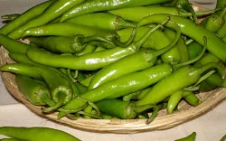 green chilli- India TV Paisa