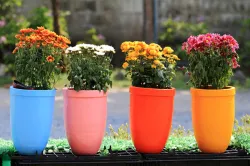 Vastu Tips about flower pot- India TV Hindi