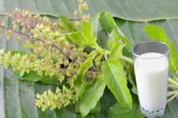 <p>tulsi and milk health banefits</p>- India TV Hindi