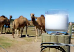 <p>camel milk</p>- India TV Paisa