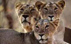 Gir Lions - India TV Hindi